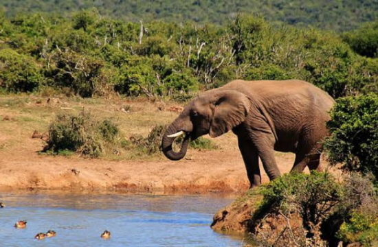 unique 10 animals found only in africa 20241123 113210 0000