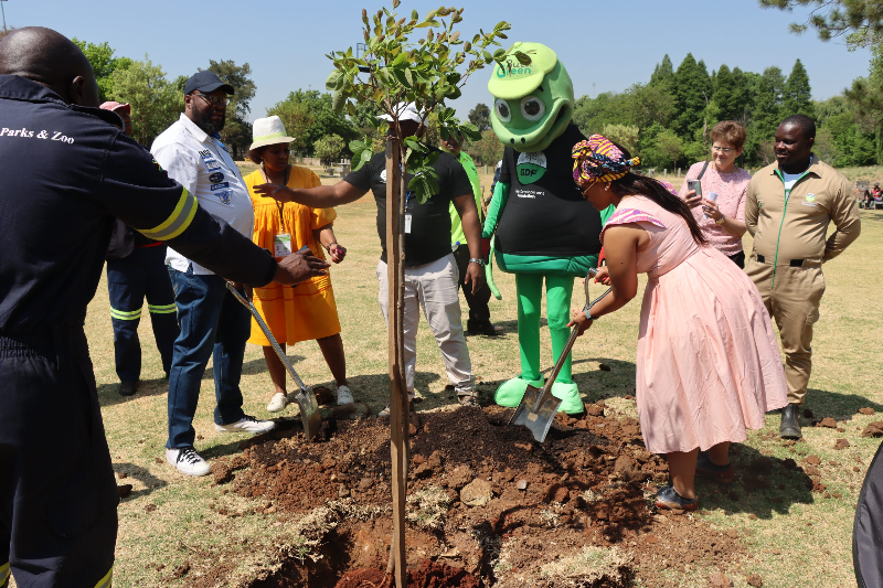 South Africa to Plant 1 Million Trees in a Single Day