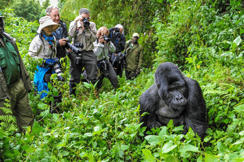 trekking with gorillas in uganda and rwanda what you need to know