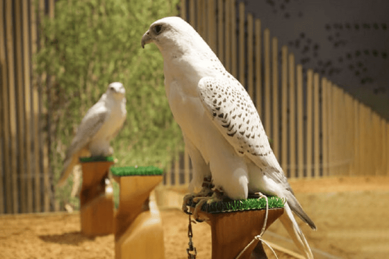 uae unveils falcon arabic a leap forward in ai and cultural preservation