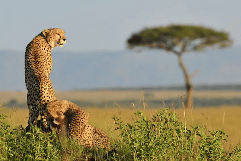 wildlife safaris in africa best parks and when to visit