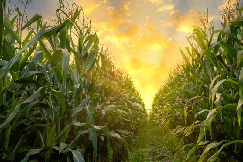 six southern african countries removed from fao wfp hunger hotspot list full list inside