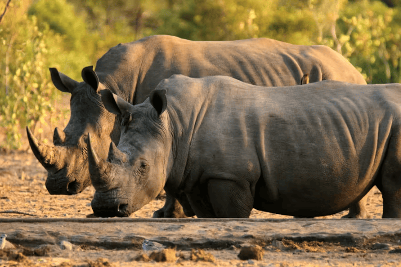 africas rhino poaching crisis in 2025 progress setbacks and the fight to save a species