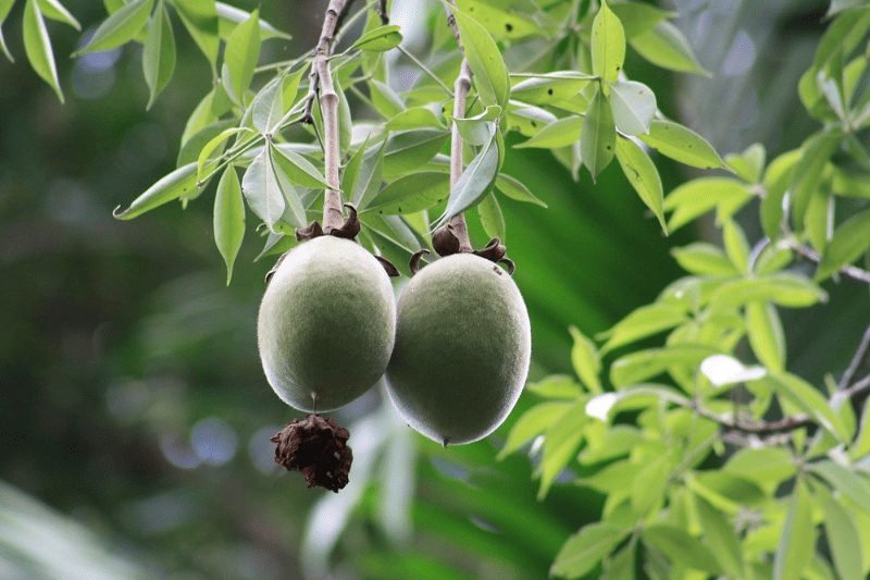 african beauty ingredients from south africa baobab marula kalahari melon