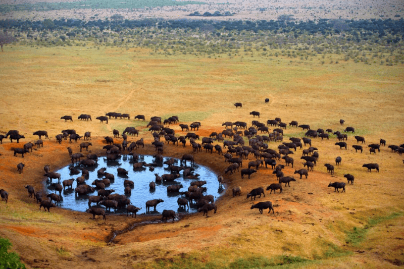 top budget safari options in kenya you didnt know existed