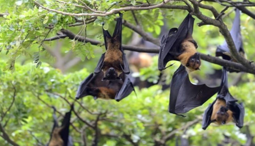 Nipah Virus