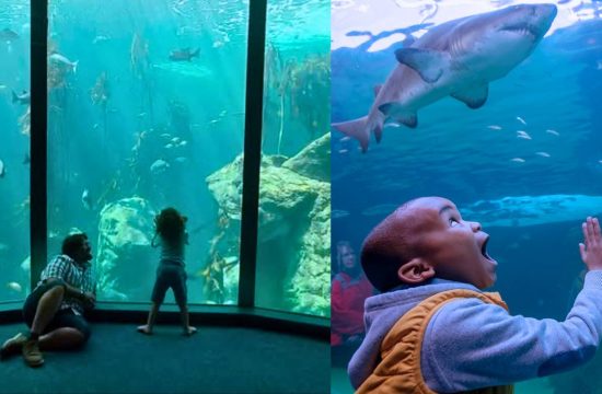 two oceans aquarium cape town