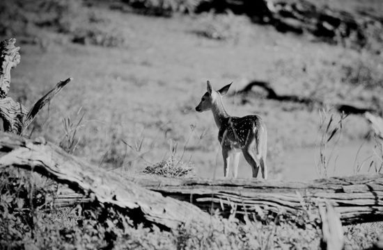 TrailGuard AI anti-poaching technology