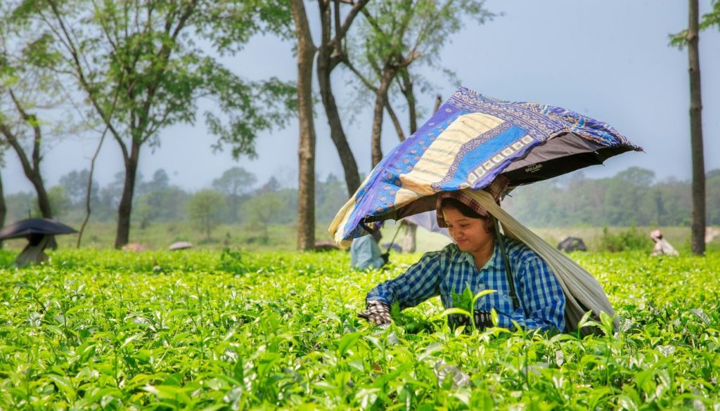 VOA-Jary Agroecology