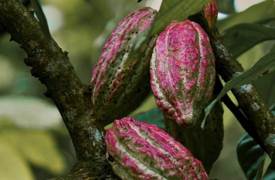 cocoa economy ghana cote d’ivoire