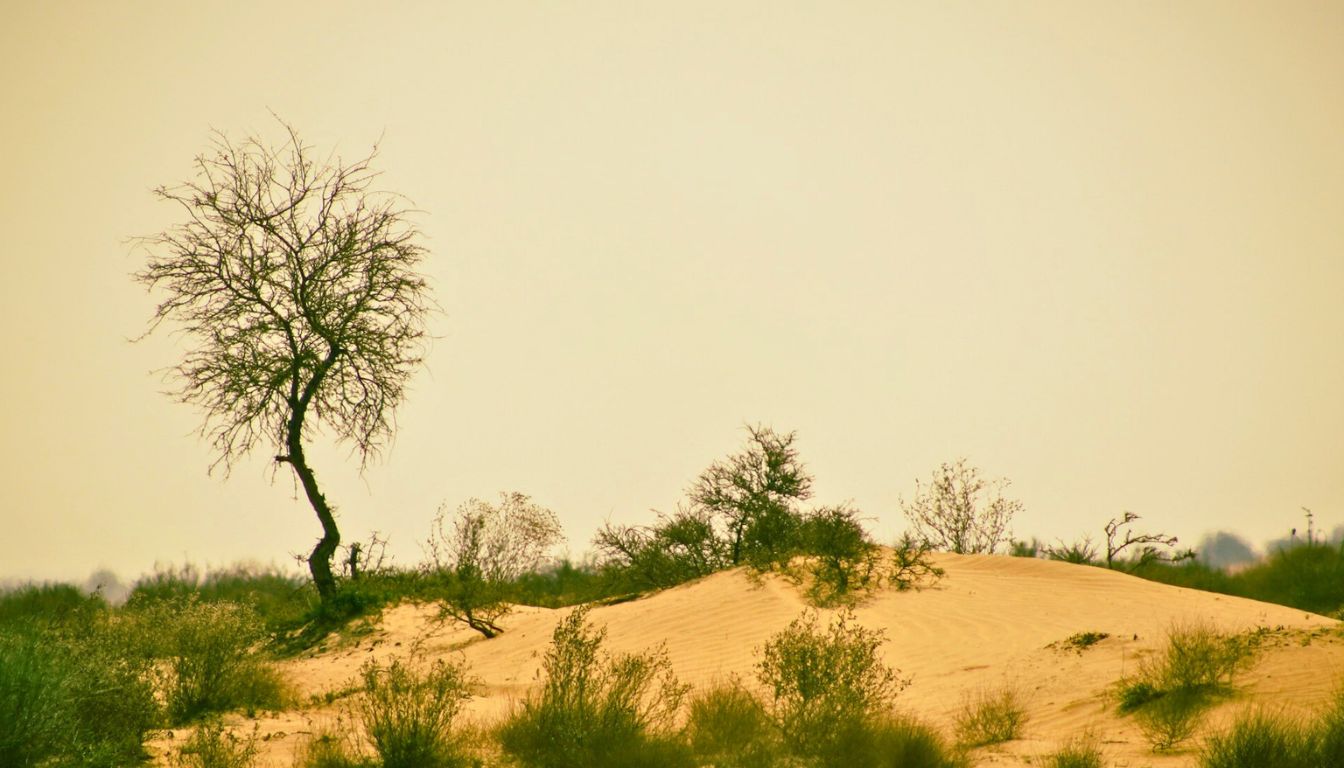 El Niño 2026 South Africa Prepares for Possible Drought