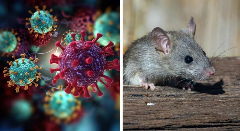 Hantavirus