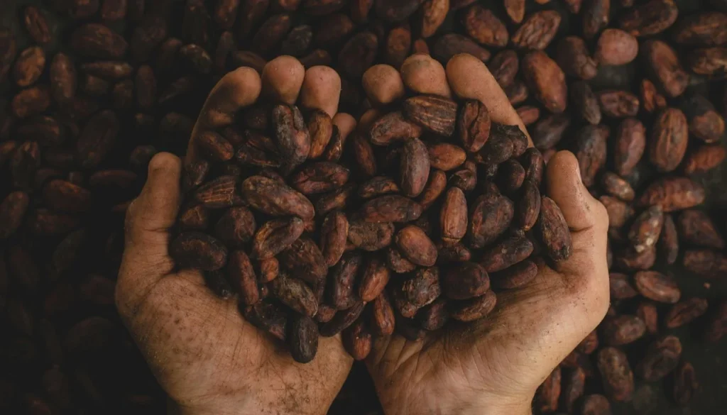 Cocoa Alliance Ghana and Côte d'Ivoire