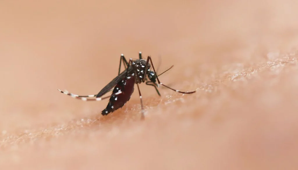 Anopheles stephensi threatens Africa malaria