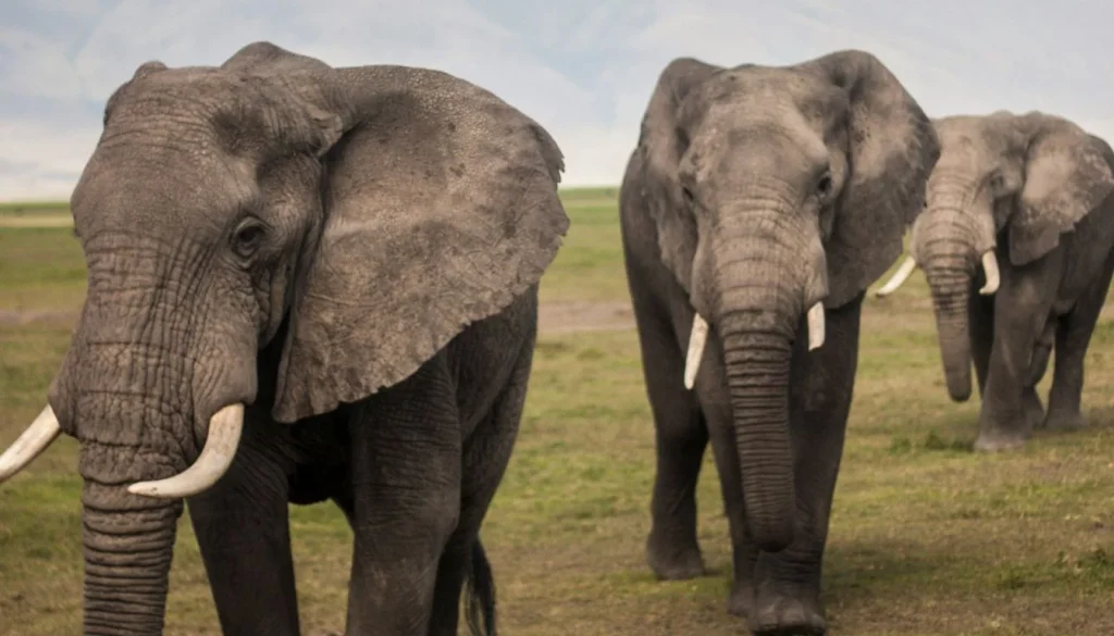 Elephant Deaths in Kenya