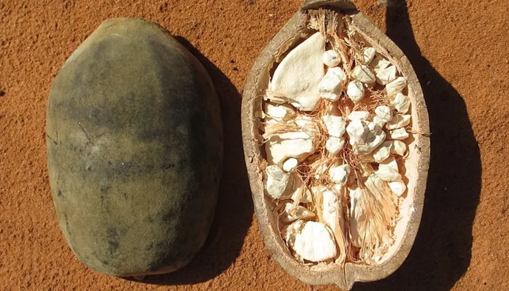 Baobab Fruit