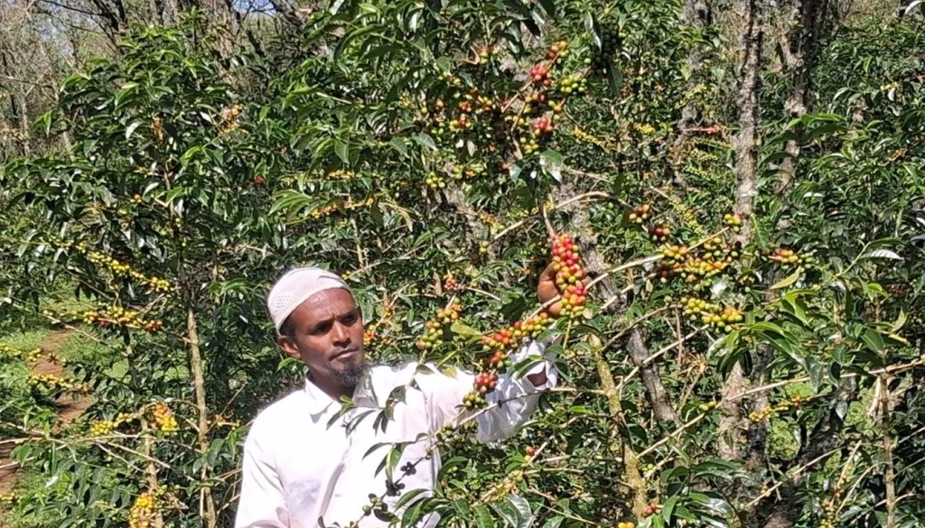 Ethiopian coffee