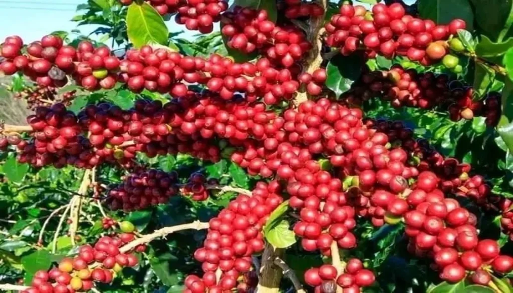 Ethiopian coffee origin