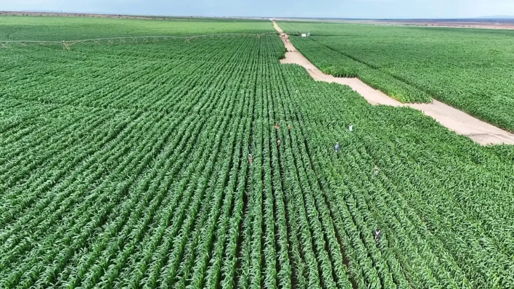 Africa Climate Crisis Fuels Food Security Risk