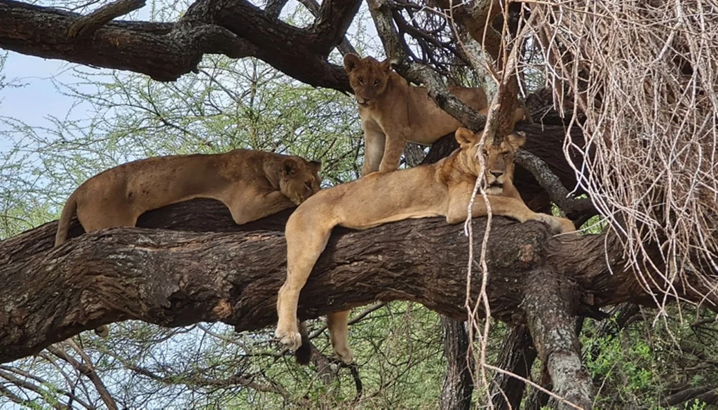Kenya - Land of Lions