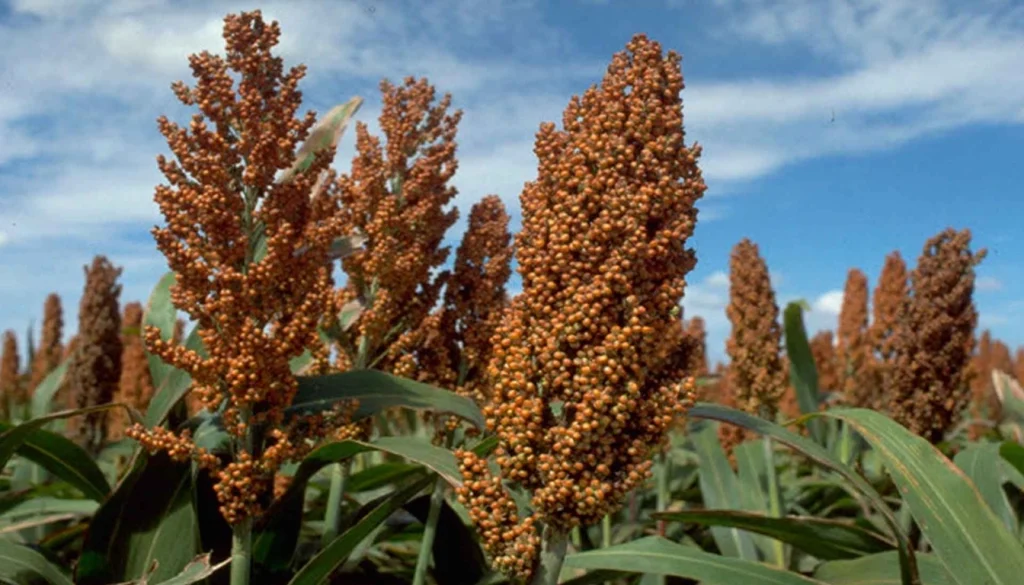 Millet and sorghum