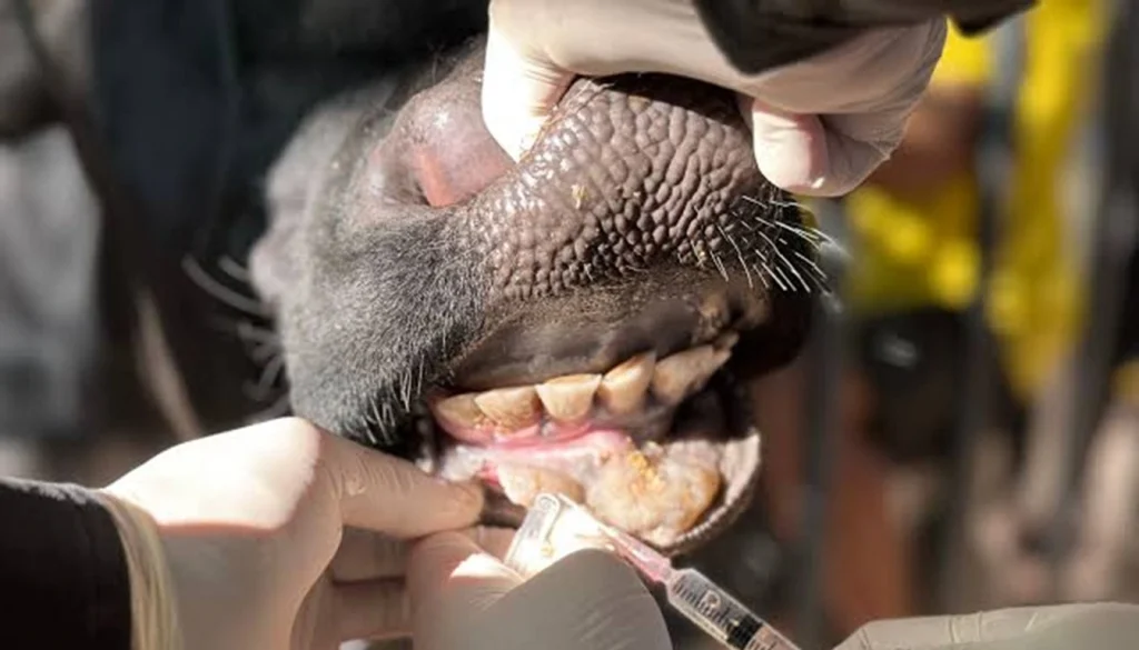 Namibia Cattle Disease Outbreak