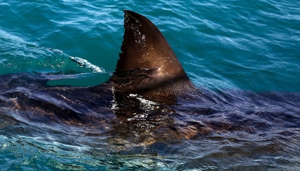 Swimmer, 65, killed in shark attack off South Africas east coast