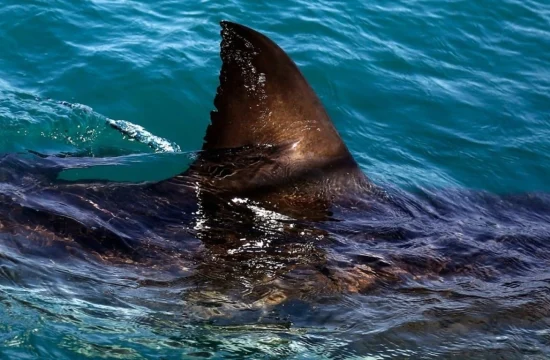 Swimmer, 65, killed in shark attack off South Africas east coast