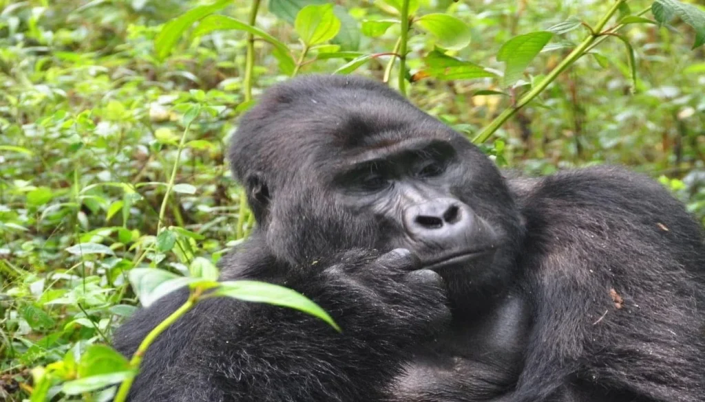 Unforgettable Gorilla